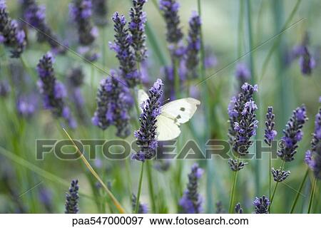 Stock Photo - Butterfly resting on lavender. Fotosearch