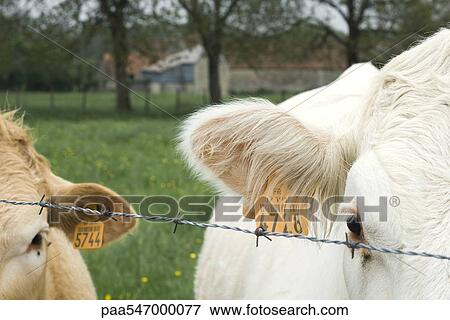 Stock Photo - "Cattle with ear tags behind barbed wire, close-up". Fotosearch