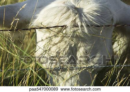 Stock Photo - "Cow leaning head against barbed wire, close-up". Fotosearch