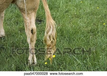 "Cow urinating in pasture, cropped" View Large Photo Image Stock Photo - "Cow urinating in pasture, cropped". Fotosearch