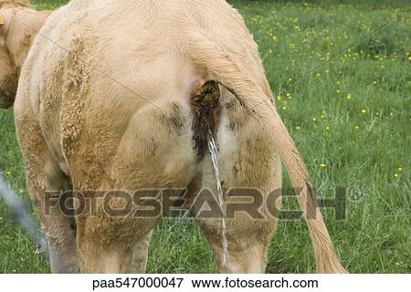 "Cow urinating, rear view" View Large Photo Image Stock Photo - "Cow urinating, rear view". Fotosearch
