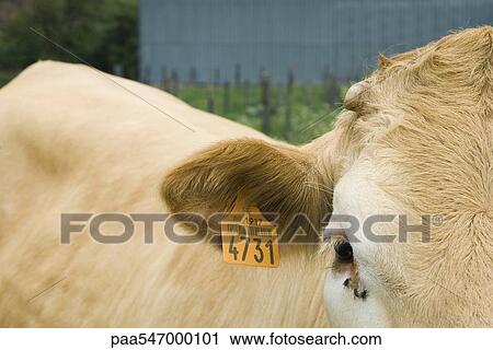 "Cow with ear tag, close-up" View Large Photo Image Stock Image - "Cow with ear tag, close-up". Fotosearch