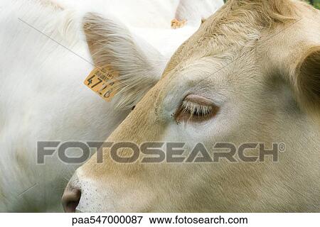 "Cow with ear tag, close-up" View Large Photo Image Stock Photo - "Cow with ear tag, close-up". Fotosearch