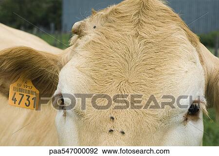 "Cow with ear tag, extreme close-up" View Large Photo Image Stock Image - "Cow with ear tag, extreme close-up". Fotosearch