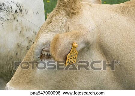"Cow with ear tag, extreme close-up" View Large Photo Image Stock Photograph - "Cow with ear tag, extreme close-up". Fotosearch