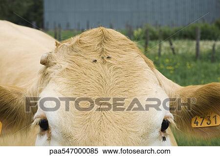 "Cow with flies on its head, extreme close-up" View Large Photo Image Stock Photography - "Cow with flies on its head, extreme close-up". Fotosearch