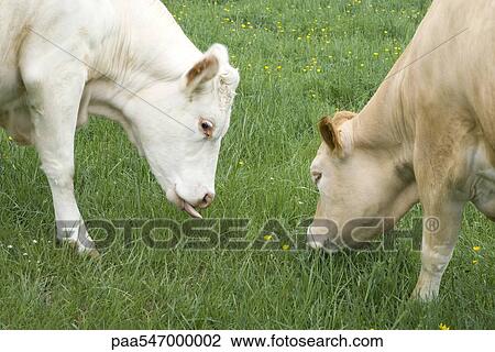 "Cows grazing, close-up" View Large Photo Image Stock Image - "Cows grazing, close-up". Fotosearch
