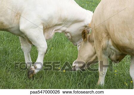 "Cows grazing in pasture, close-up" View Large Photo Image Stock Photograph - "Cows grazing in pasture, close-up". Fotosearch