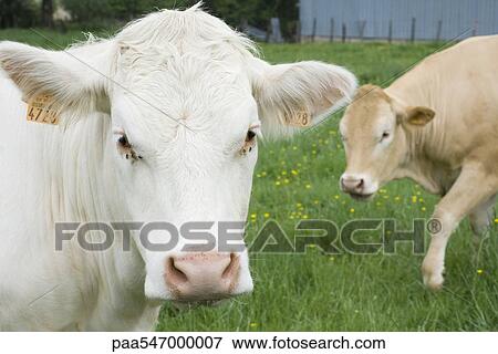 "Cows in pasture, close-up" View Large Photo Image Stock Photo - "Cows in pasture, close-up". Fotosearch