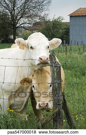 "Cows standing beside wire fence, looking at camera" View Large Photo Image Stock Photo - "Cows standing beside wire fence, looking at camera". Fotosearch