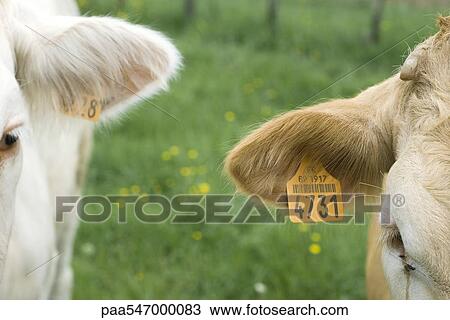 Stock Image - "Cows with tagged ears, close-up". Fotosearch
