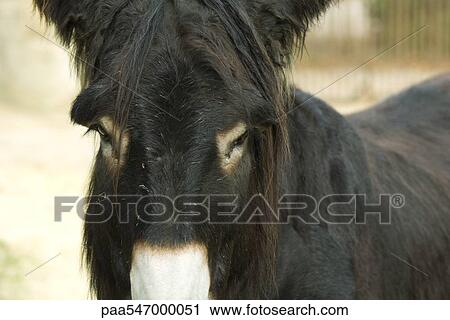 Stock Image - "Donkey, close-up". Fotosearch
