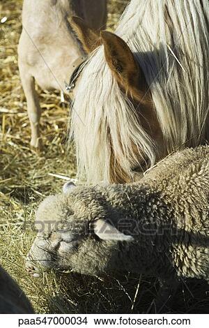 "Farm animals eating hay, close-up" View Large Photo Image Picture - "Farm animals eating hay, close-up". Fotosearch
