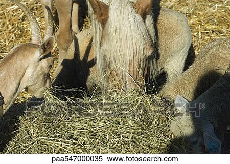 "Farm animals eating hay, close-up" View Large Photo Image Stock Photography - "Farm animals eating hay, close-up". Fotosearch