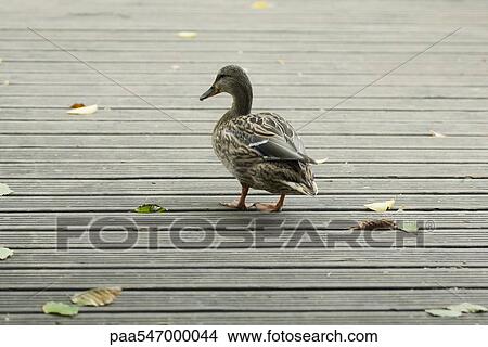 Picture - "Female mallard duck walking on wooden deck, rear view". Fotosearch