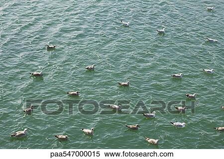 Stock Photography - "Flock of gulls resting in sea, high angle view". Fotosearch