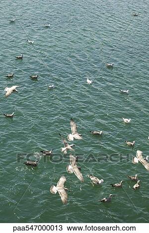 Flock of gulls settling on sea View Large Photo Image Stock Image - Flock of gulls settling on sea. Fotosearch