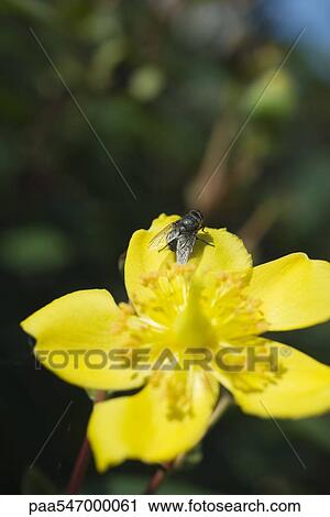 Fly resting on yellow flower View Large Photo Image Stock Image - Fly resting on yellow flower. Fotosearch