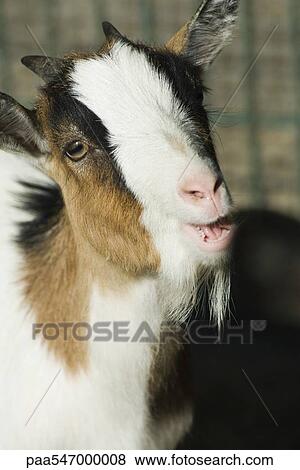 Stock Photo - "Goat, close-up". Fotosearch