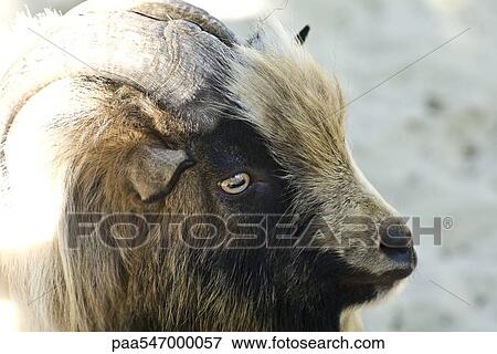 Stock Photo - "Goat, close-up". Fotosearch