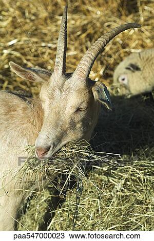 Stock Image - "Goat eating hay, sheep in background". Fotosearch