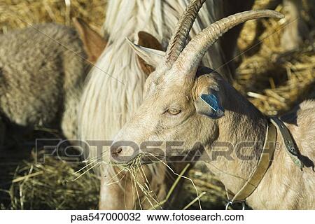 "Goat eating hay with other farm animals, close-up" View Large Photo Image Stock Image - "Goat eating hay with other farm animals, close-up". Fotosearch