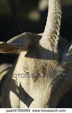 "Goat, extreme close-up" View Large Photo Image Picture - "Goat, extreme close-up". Fotosearch