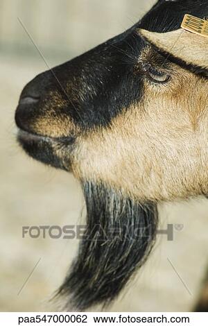 "Goat, profile" View Large Photo Image Stock Image - "Goat, profile". Fotosearch