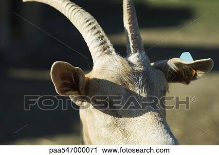 Stock Image - "Goat with horns, close-up". Fotosearch