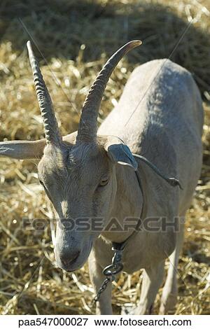 "Goat with horns, close-up" View Large Photo Image Stock Photo - "Goat with horns, close-up". Fotosearch