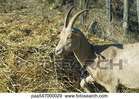 "Horned goat in pen, side view" View Large Photo Image Stock Photo - "Horned goat in pen, side view". Fotosearch