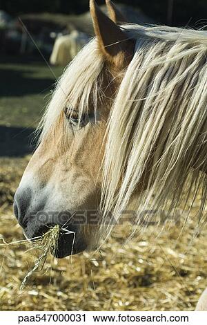 "Horse eating hay, close-up" View Large Photo Image Stock Image - "Horse eating hay, close-up". Fotosearch