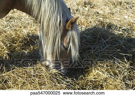 "Horse eating hay, close-up" View Large Photo Image Stock Photography - "Horse eating hay, close-up". Fotosearch