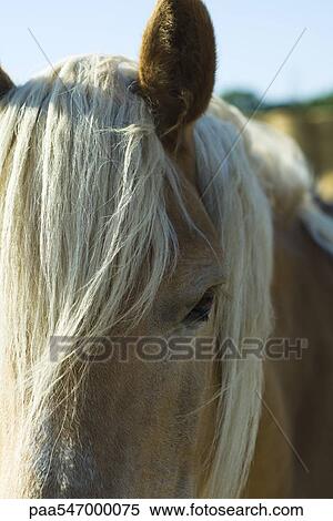 Stock Photography - "Horse, extreme close-up". Fotosearch