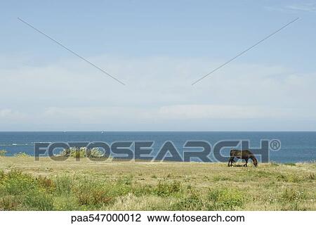 Stock Image - Horse grazing in coastal scene. Fotosearch
