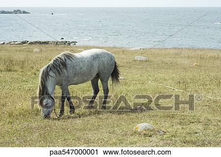 Stock Image - "Horse grazing in field, sea in background". Fotosearch