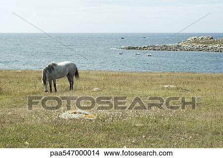 Horse grazing in field with sea in background View Large Photo Image Picture - Horse grazing in field with sea in background. Fotosearch