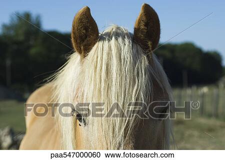 "Horse with white mane, close-up" View Large Photo Image Stock Image - "Horse with white mane, close-up". Fotosearch