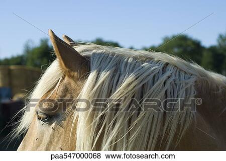 "Horse's head, side view, cropped" View Large Photo Image Stock Photo - "Horse's head, side view, cropped". Fotosearch
