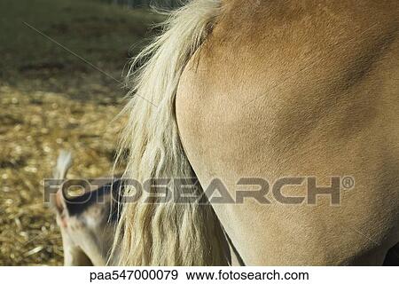 "Horse's rear end and tail, side view" View Large Photo Image Stock Photo - "Horse's rear end and tail, side view". Fotosearch
