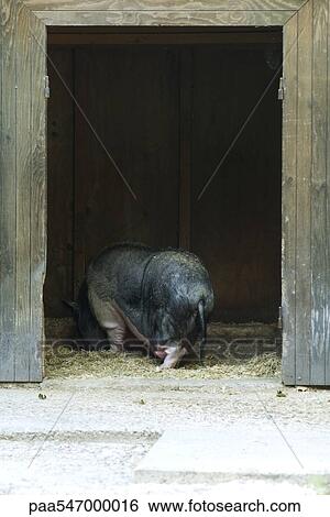 "Large pig eating hay in barn, rear view" View Large Photo Image Stock Photograph - "Large pig eating hay in barn, rear view". Fotosearch