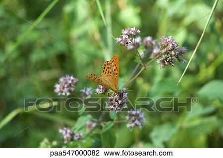 Orange butterfly on flowering plant View Large Photo Image Stock Image - Orange butterfly on flowering plant. Fotosearch