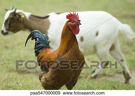 Stock Photo - "Rooster, goat in background". Fotosearch
