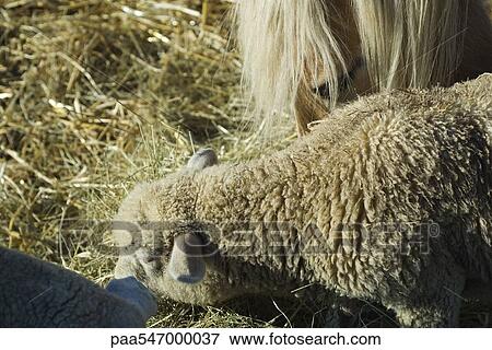 "Sheep and horse eating hay, close-up" View Large Photo Image Stock Photo - "Sheep and horse eating hay, close-up". Fotosearch