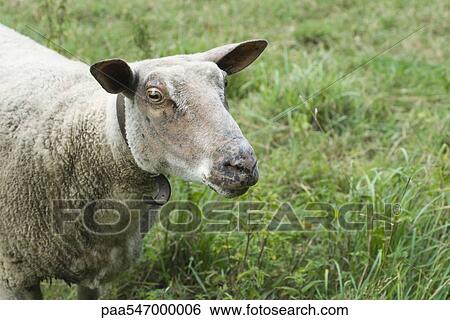 "Sheep, close-up" View Large Photo Image Stock Photograph - "Sheep, close-up". Fotosearch