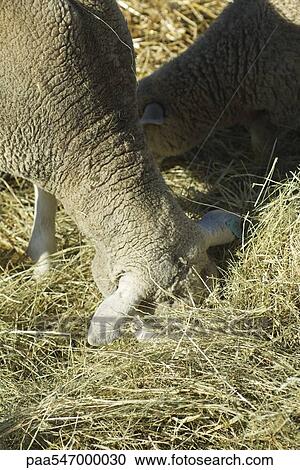 Stock Image - "Sheep eating hay, close-up". Fotosearch