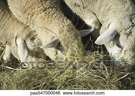 "Sheep eating hay, close-up" View Large Photo Image Stock Photograph - "Sheep eating hay, close-up". Fotosearch