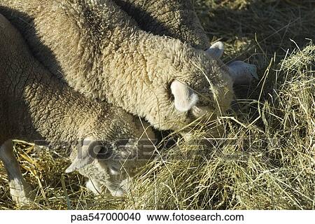 Sheep eating hay View Large Photo Image Stock Image - Sheep eating hay. Fotosearch