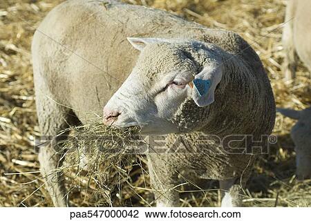 Stock Image - Sheep eating hay. Fotosearch