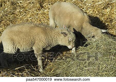 Sheep eating hay View Large Photo Image Stock Photo - Sheep eating hay. Fotosearch